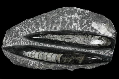 Polished Fossil .